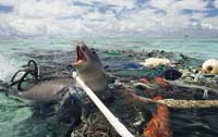 plastic waste and marine life